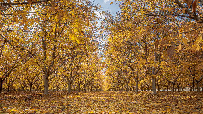 Central California fine art prints