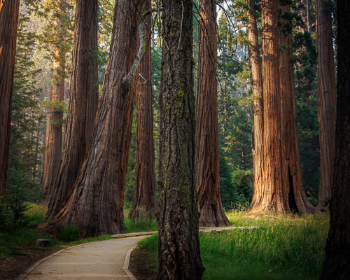 Sequoia National Park fine art prints
